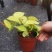柠檬汁蔓绿绒多年生阳台室内桌面彩叶观叶植物净化空气盆栽