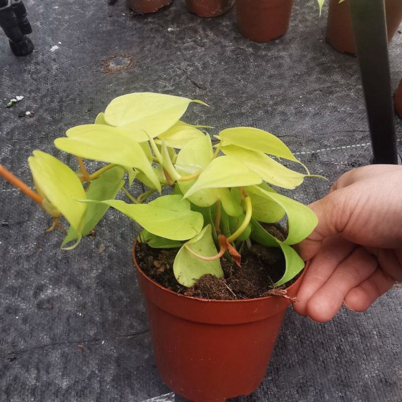 柠檬汁蔓绿绒多年生阳台室内桌面彩叶观叶植物净化空气盆栽