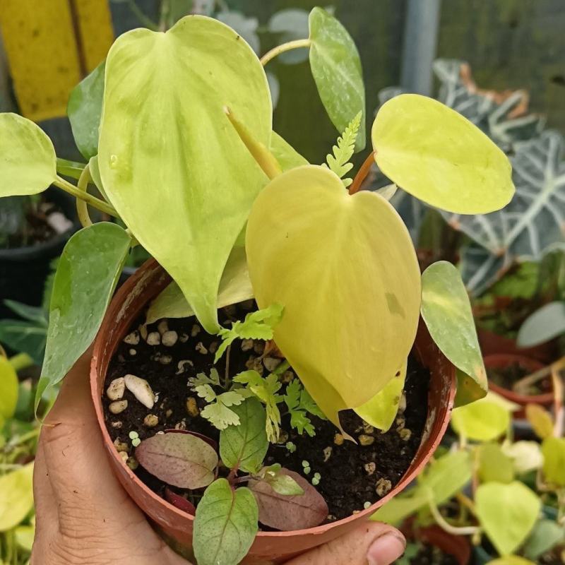 柠檬汁蔓绿绒多年生阳台室内桌面彩叶观叶植物净化空气盆栽