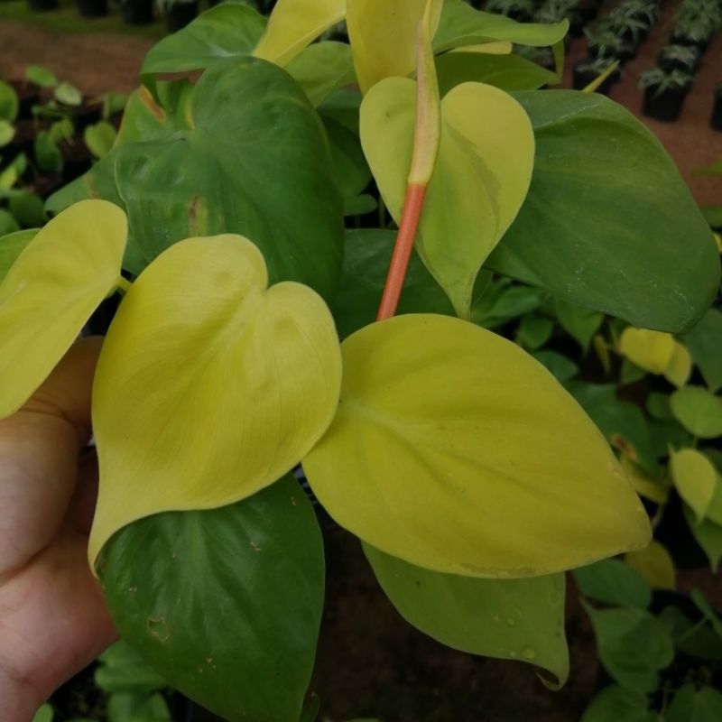 柠檬汁蔓绿绒多年生阳台室内桌面彩叶观叶植物净化空气盆栽