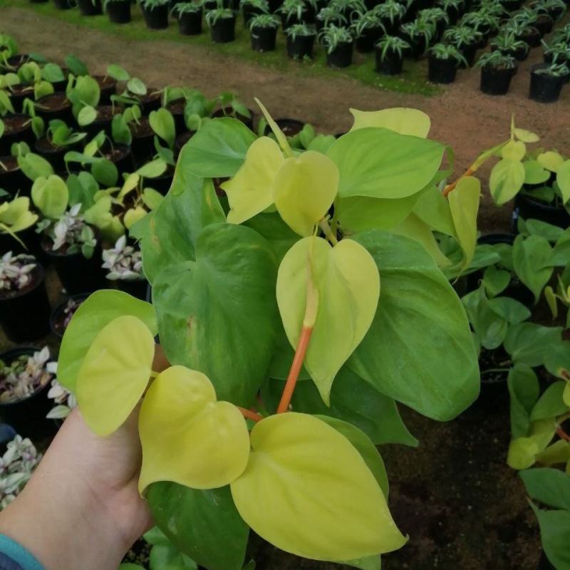 柠檬汁蔓绿绒多年生阳台室内桌面彩叶观叶植物净化空气盆栽