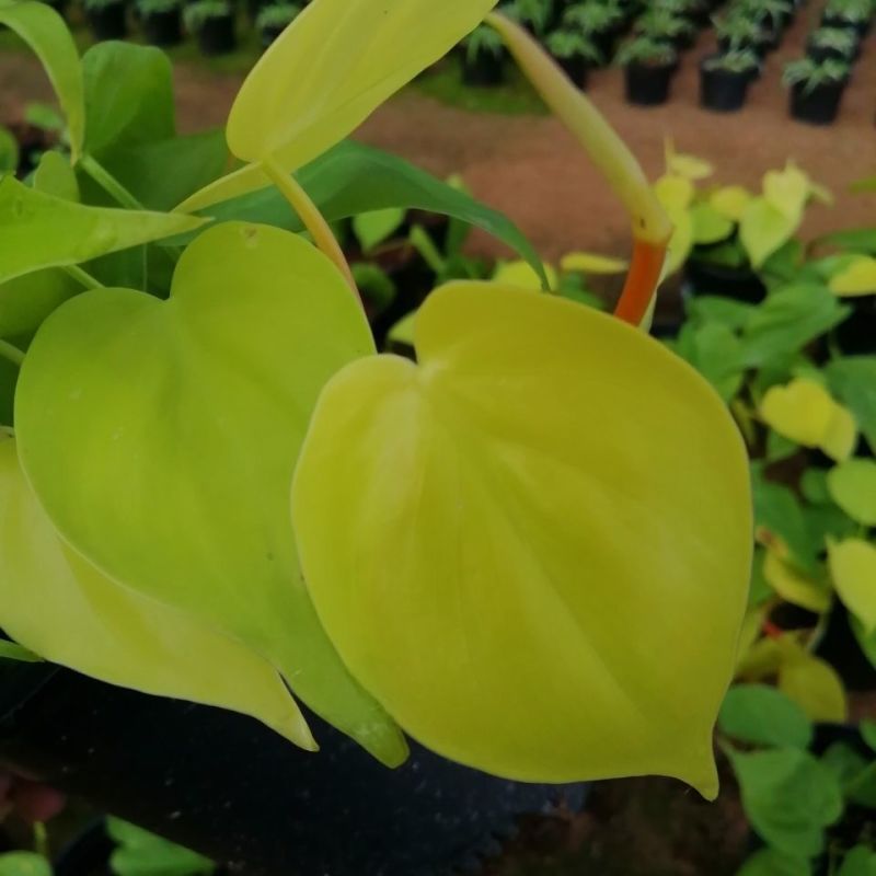 柠檬汁蔓绿绒多年生阳台室内桌面彩叶观叶植物净化空气盆栽