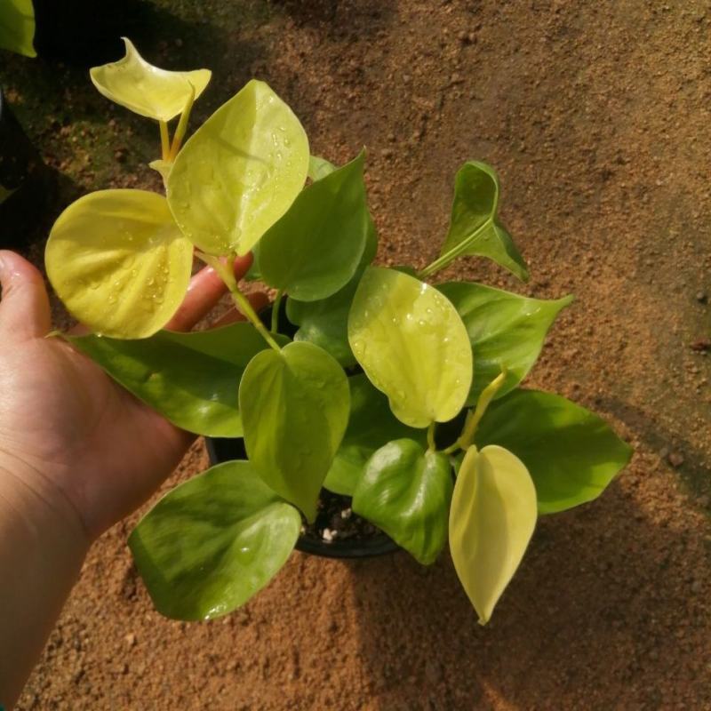 柠檬汁蔓绿绒多年生阳台室内桌面彩叶观叶植物净化空气盆栽
