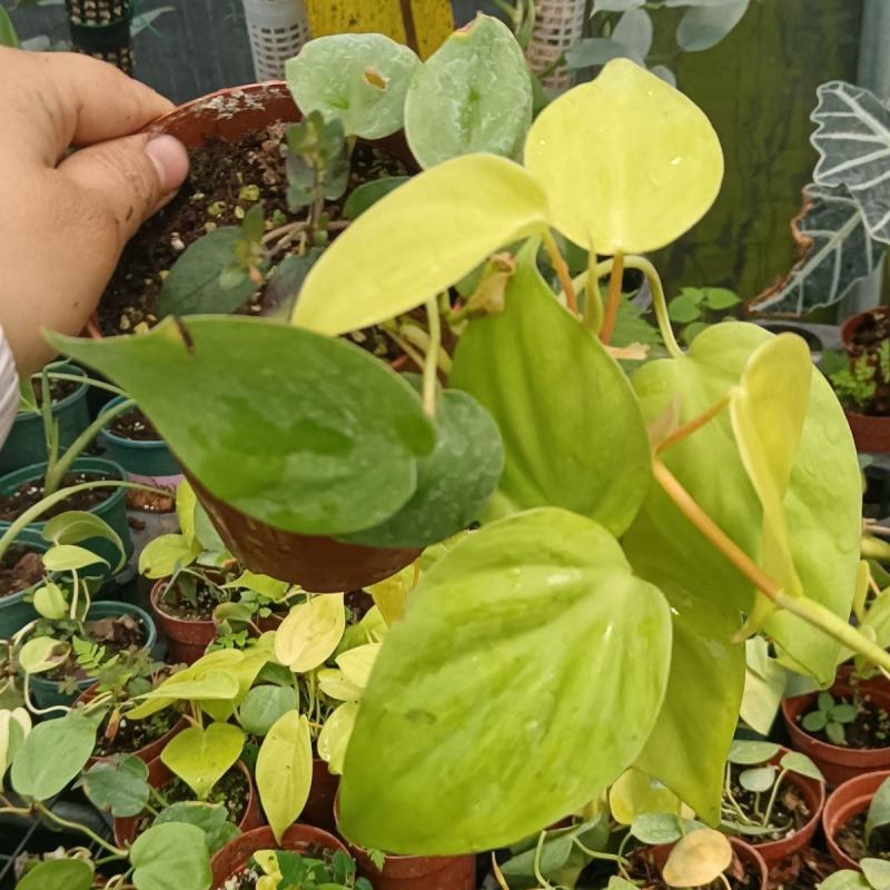 柠檬汁蔓绿绒多年生阳台室内桌面彩叶观叶植物净化空气盆栽