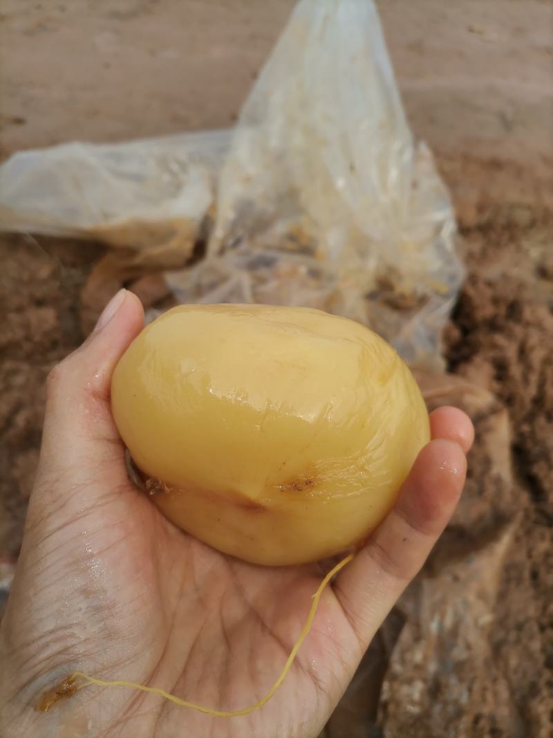 腌制萝卜