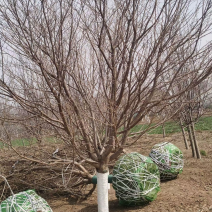 15普贤象樱花14/15公分普贤象樱花一级树