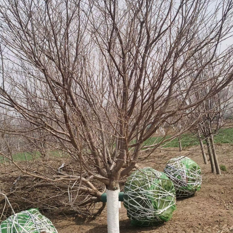 15普贤象樱花14/15公分普贤象樱花一级树
