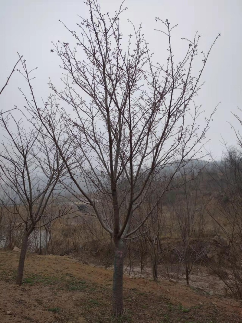 15普贤象樱花14/15公分普贤象樱花一级树