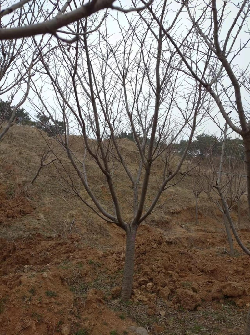 15普贤象樱花14/15公分普贤象樱花一级树
