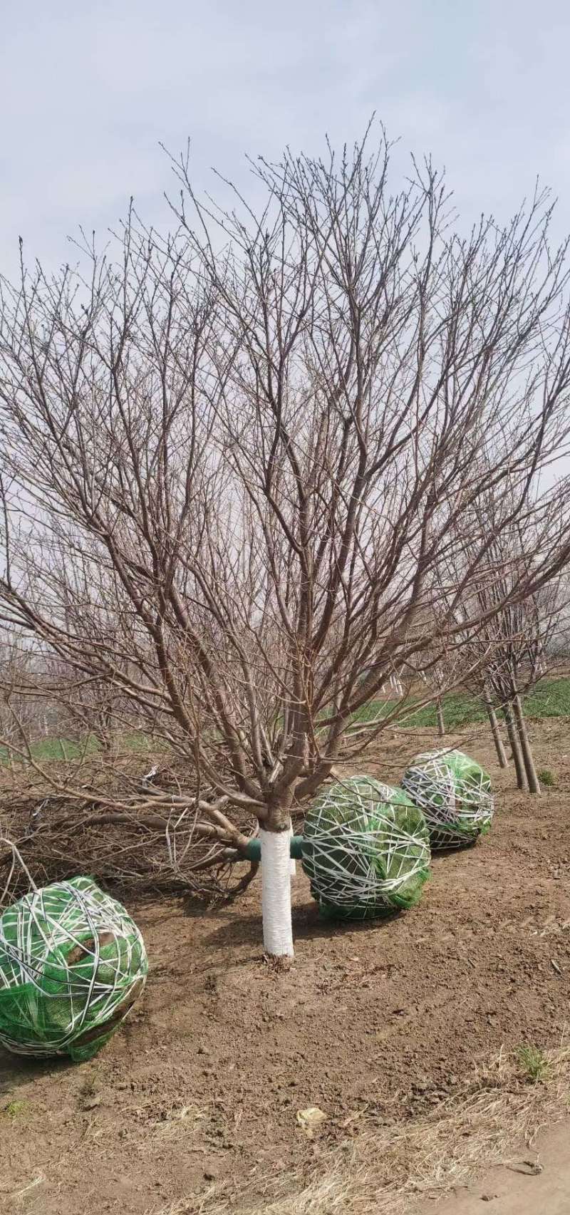 15普贤象樱花14/15公分普贤象樱花一级树