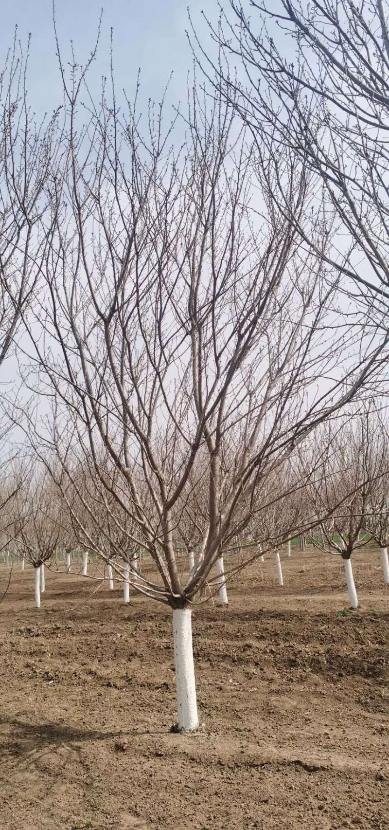15普贤象樱花14/15公分普贤象樱花一级树