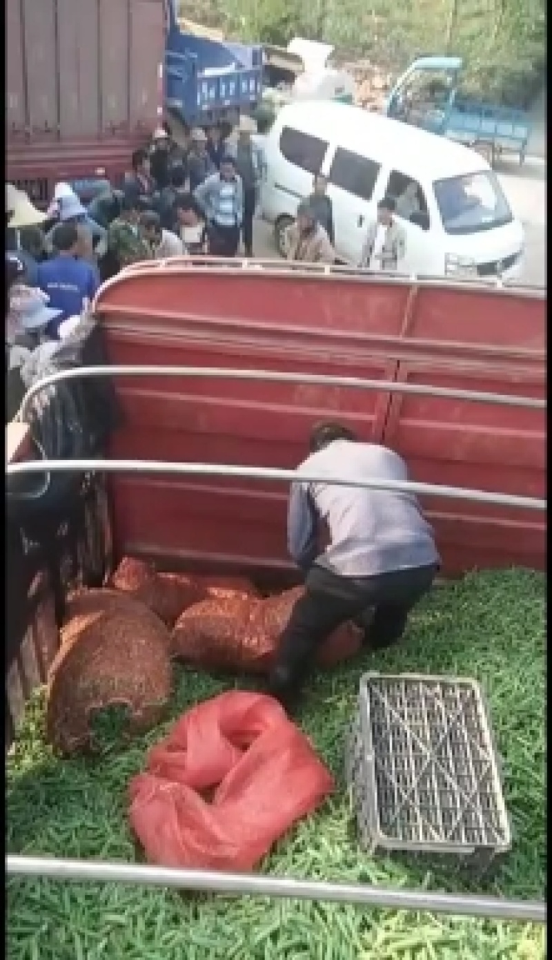 云南长寿仁大量上市中，个头大，质量保证，欢迎老板前来采购