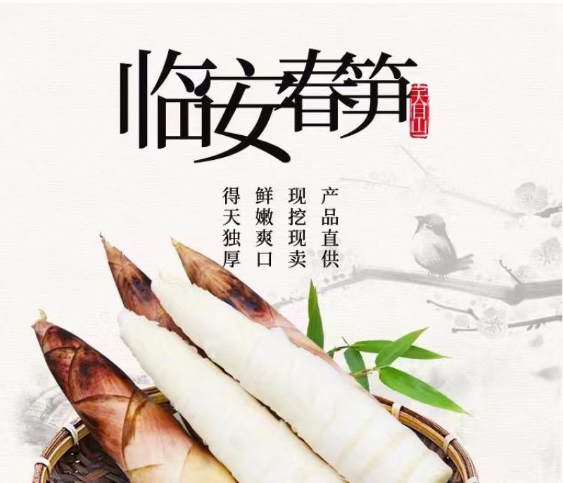 【正宗临安春笋羊毛笋】原产地直供货源充足全国发货