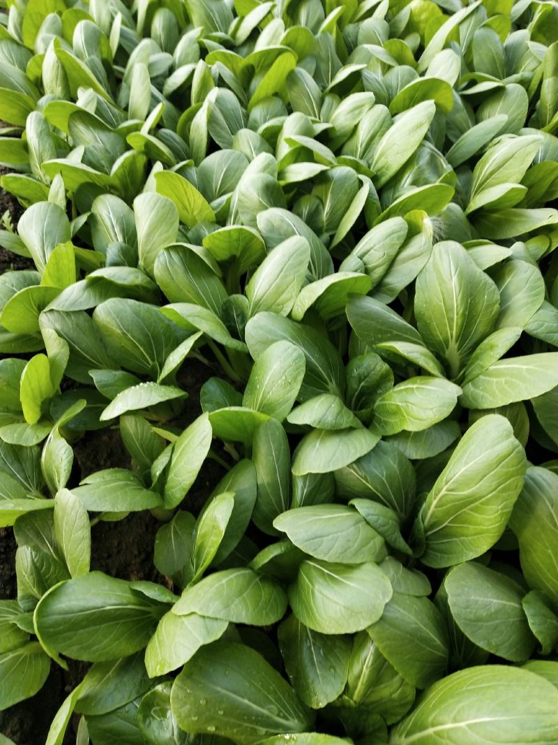 主营，油菜，油麦菜