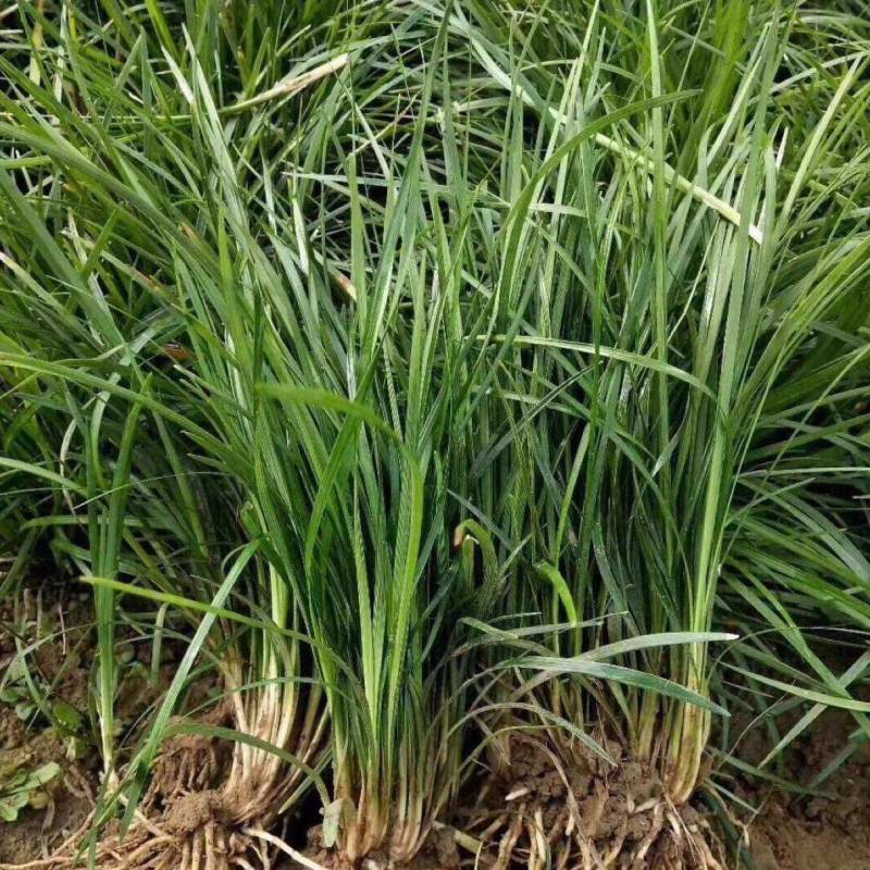 【牛商推荐】精品四川麦冬草，基地直销，货源充足，全国代发