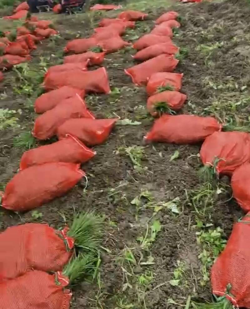 【牛商推荐】精品四川麦冬草，基地直销，货源充足，全国代发