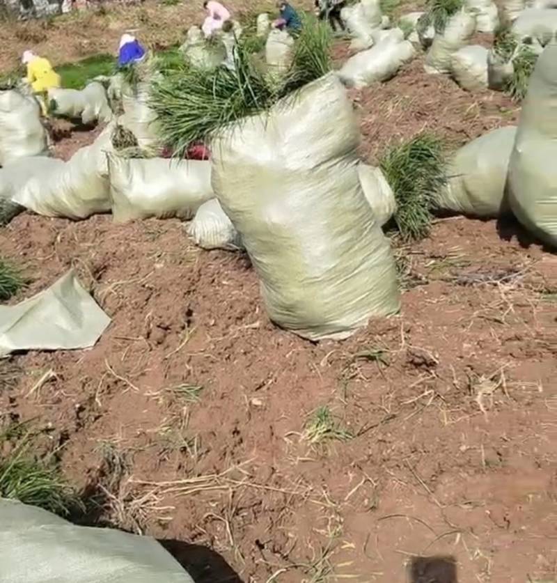 【牛商推荐】精品四川麦冬草，基地直销，货源充足，全国代发