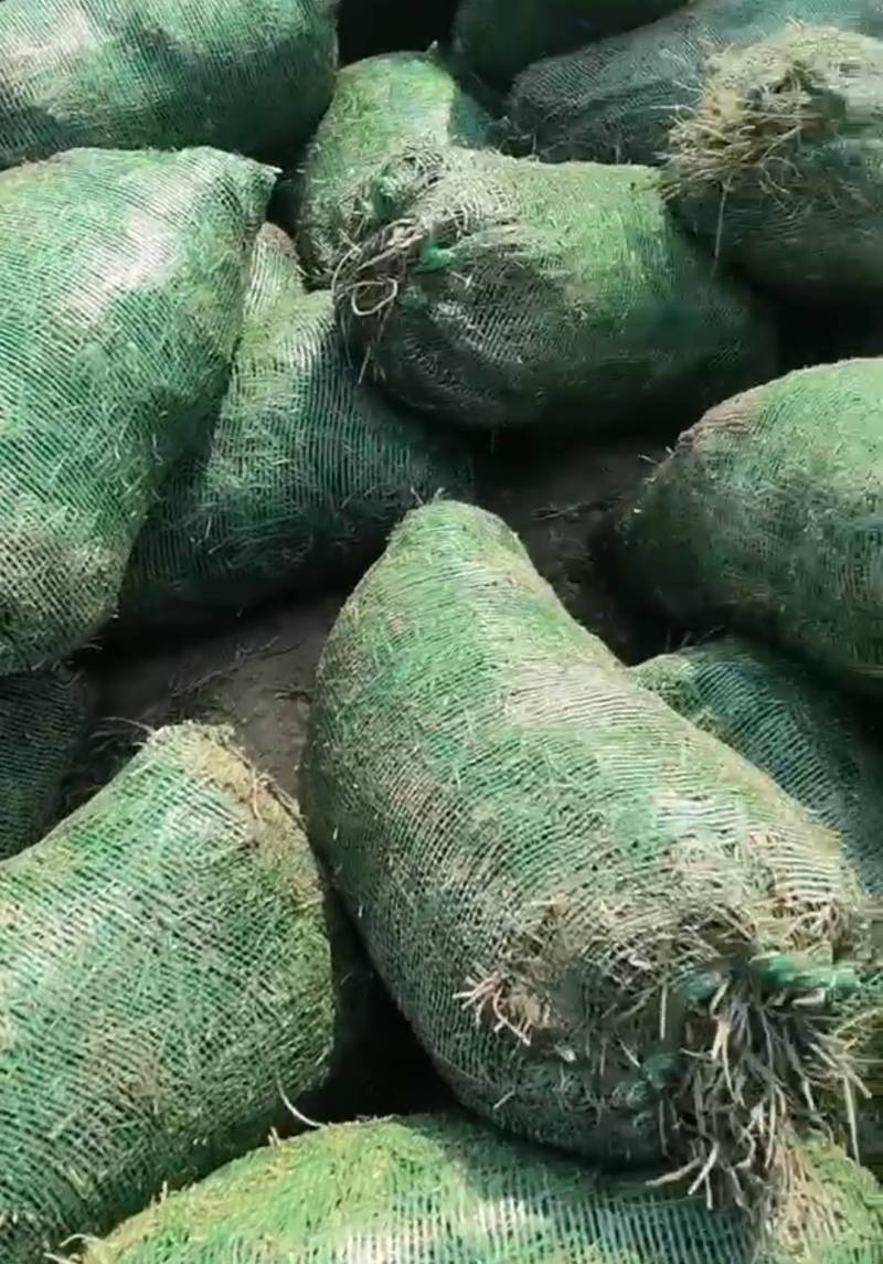 【牛商推荐】精品四川麦冬草，基地直销，货源充足，全国代发