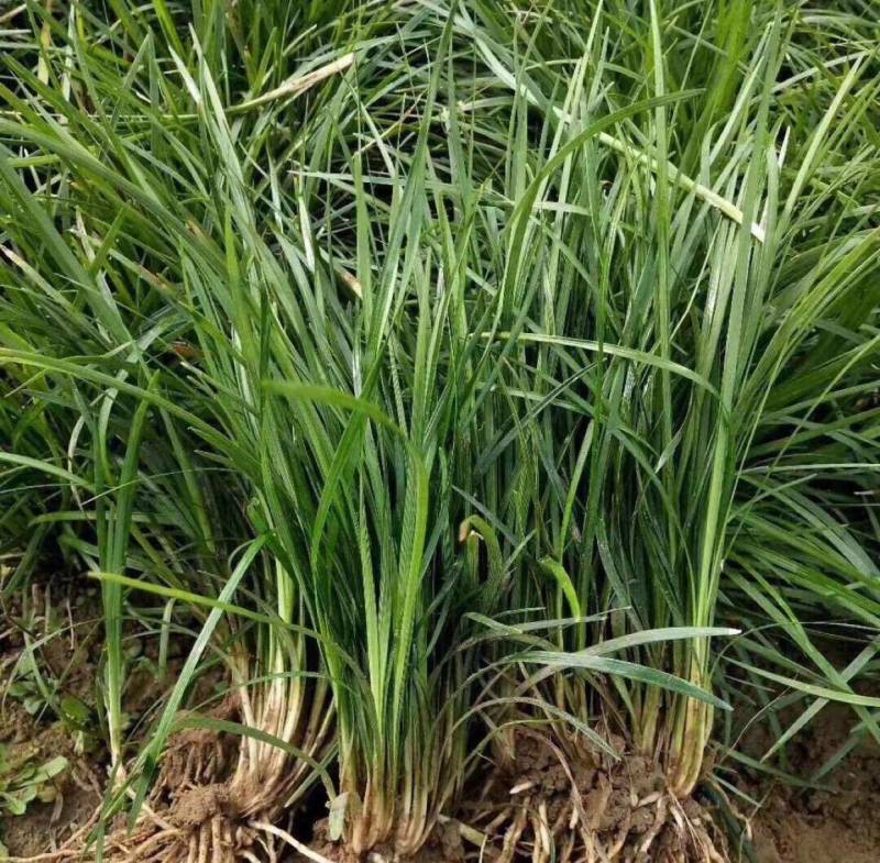 【牛商推荐】精品四川麦冬草，基地直销，货源充足，全国代发