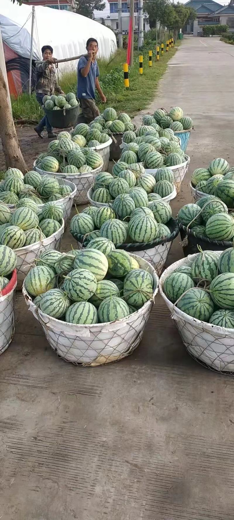 有籽美度大量上市高糖度口感酥脆