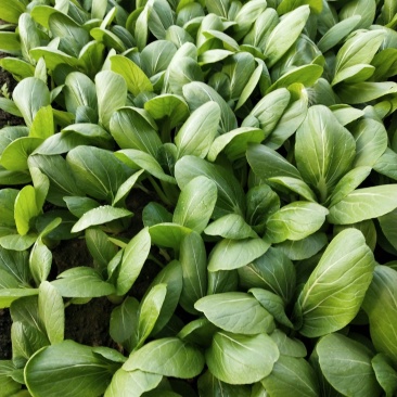 主营，油菜，油麦菜