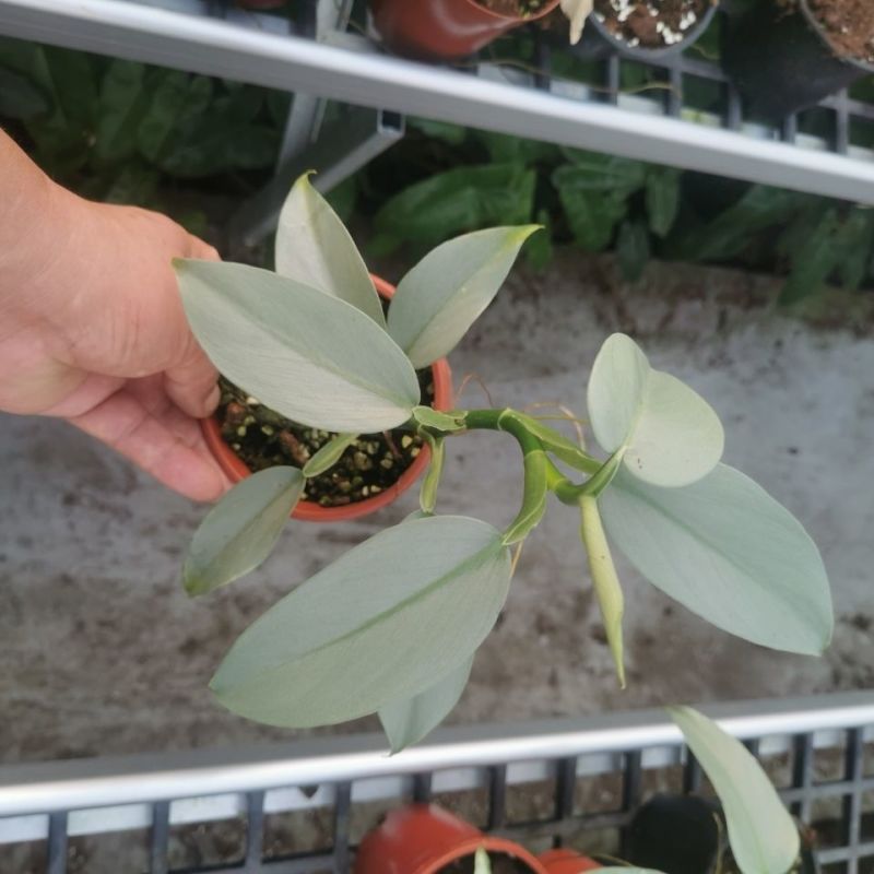 银叶蔓绿绒哈斯塔姆阳台植物好养四季负离子小盆栽耐阴雪钻