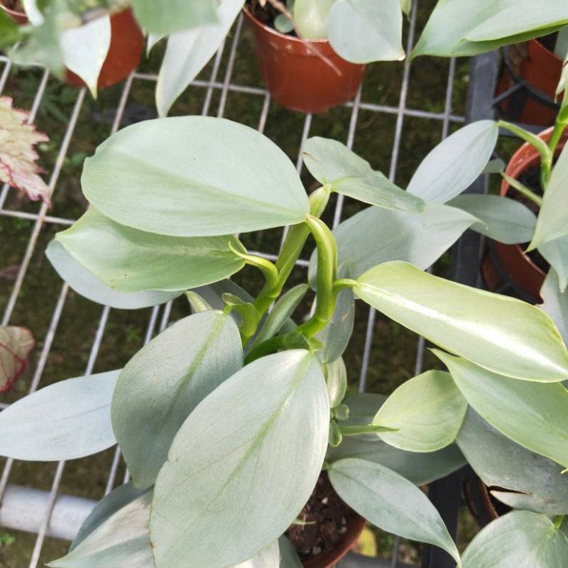 银叶蔓绿绒哈斯塔姆阳台植物好养四季负离子小盆栽耐阴雪钻