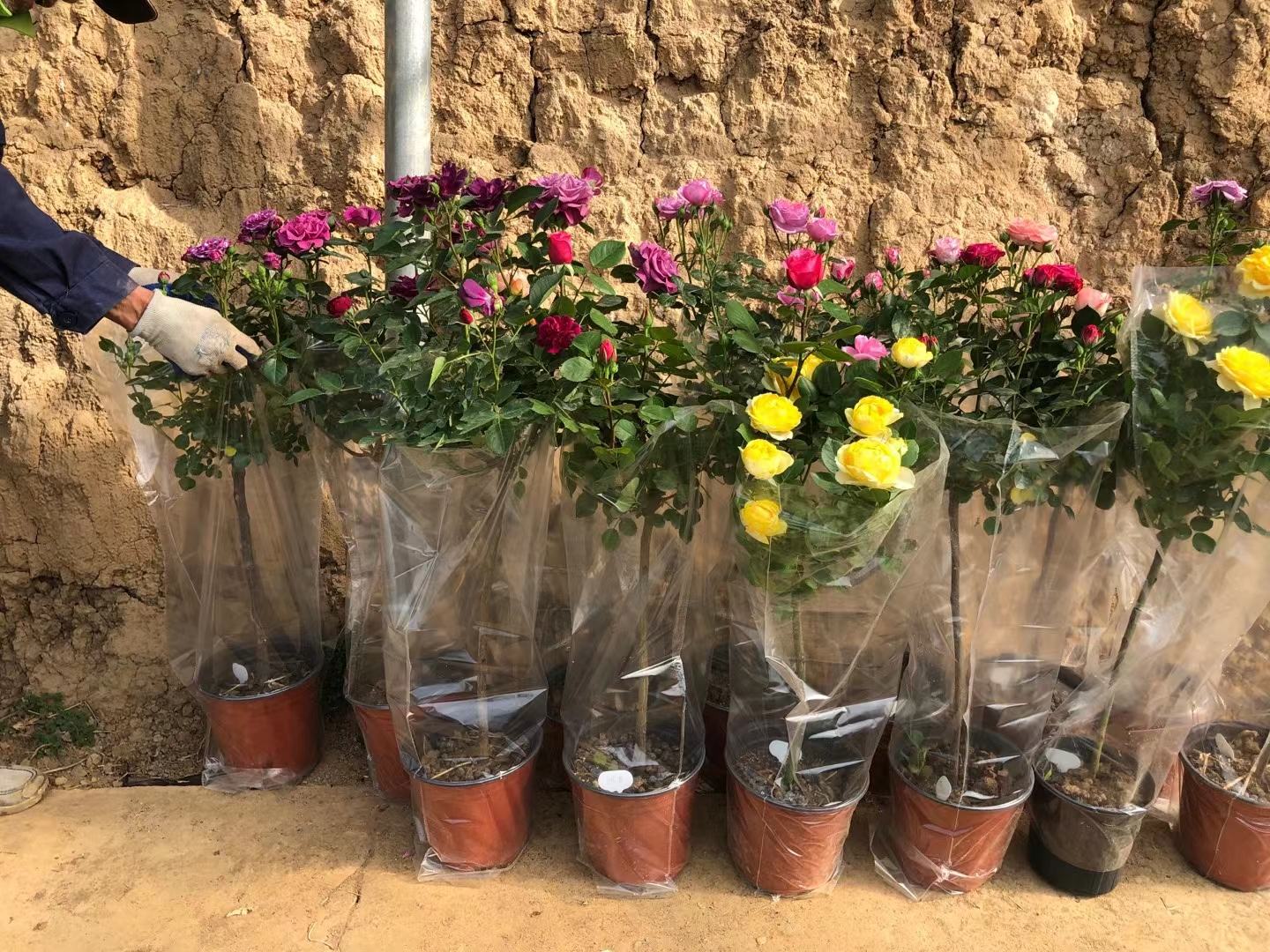 粉妆舞棒棒糖月季盛开特写