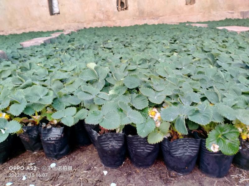盆栽四季草莓带花带果发货……即可观赏又可使用