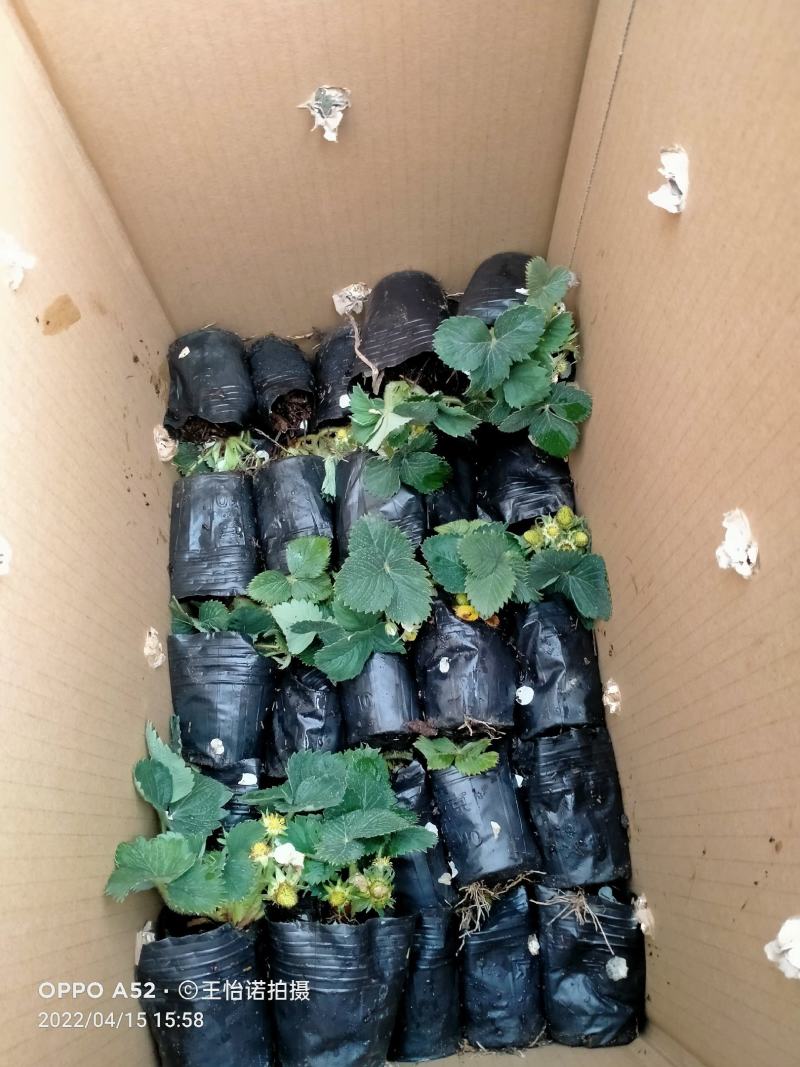 盆栽四季草莓带花带果发货……即可观赏又可使用