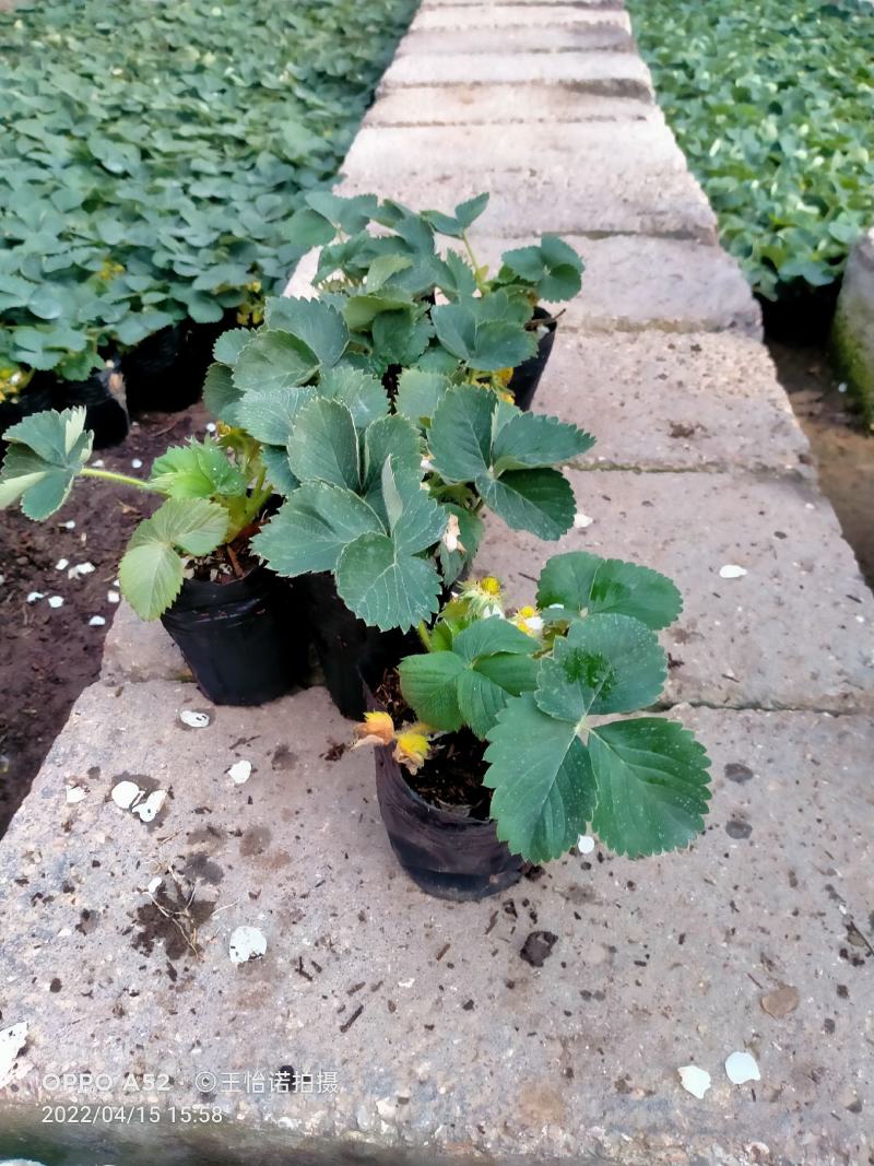 盆栽四季草莓带花带果发货……即可观赏又可使用