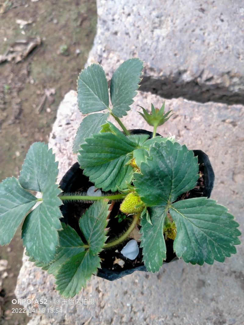 盆栽四季草莓带花带果发货……即可观赏又可使用