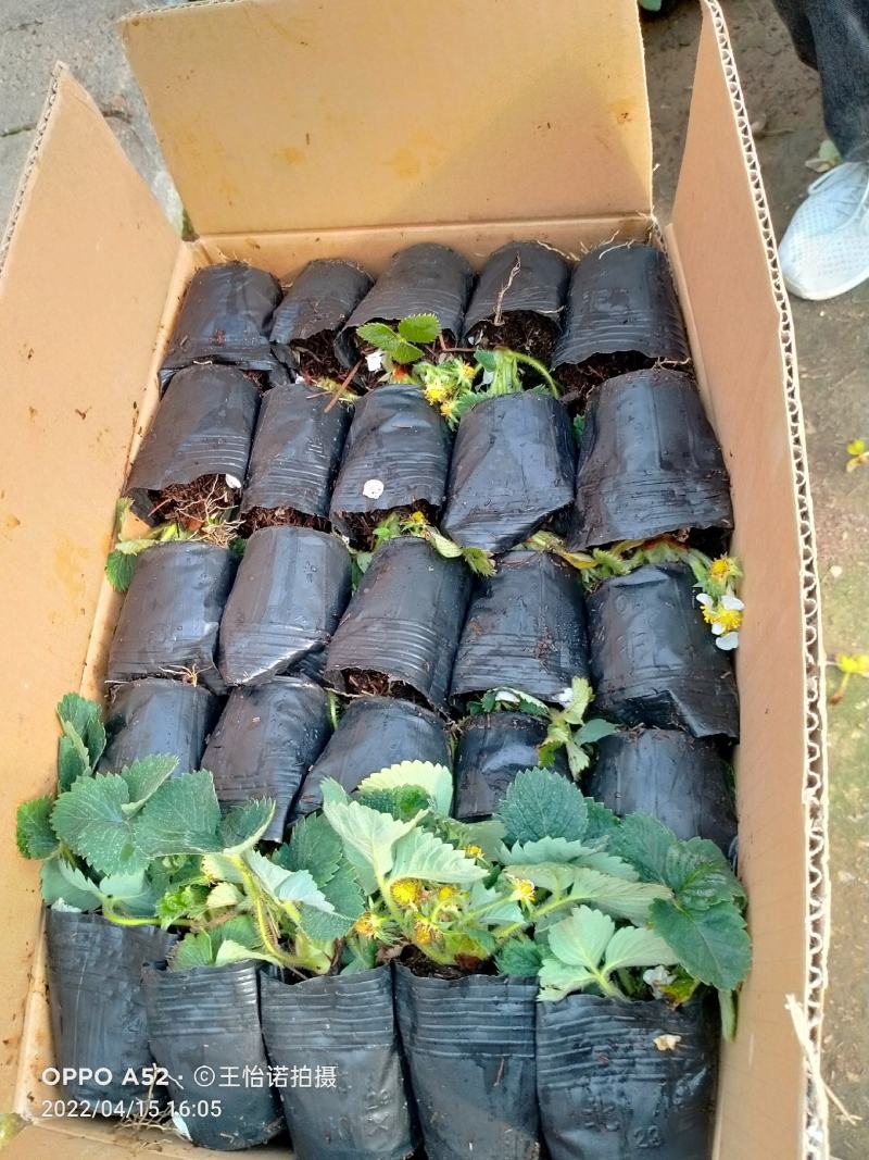 盆栽四季草莓带花带果发货……即可观赏又可使用