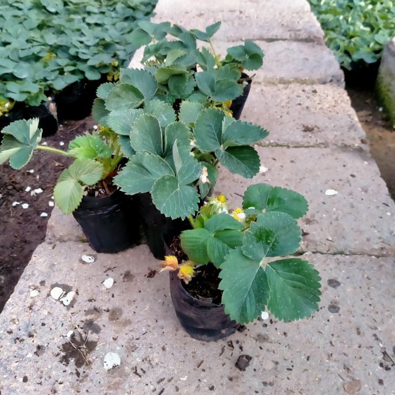 盆栽四季草莓带花带果发货……即可观赏又可使用
