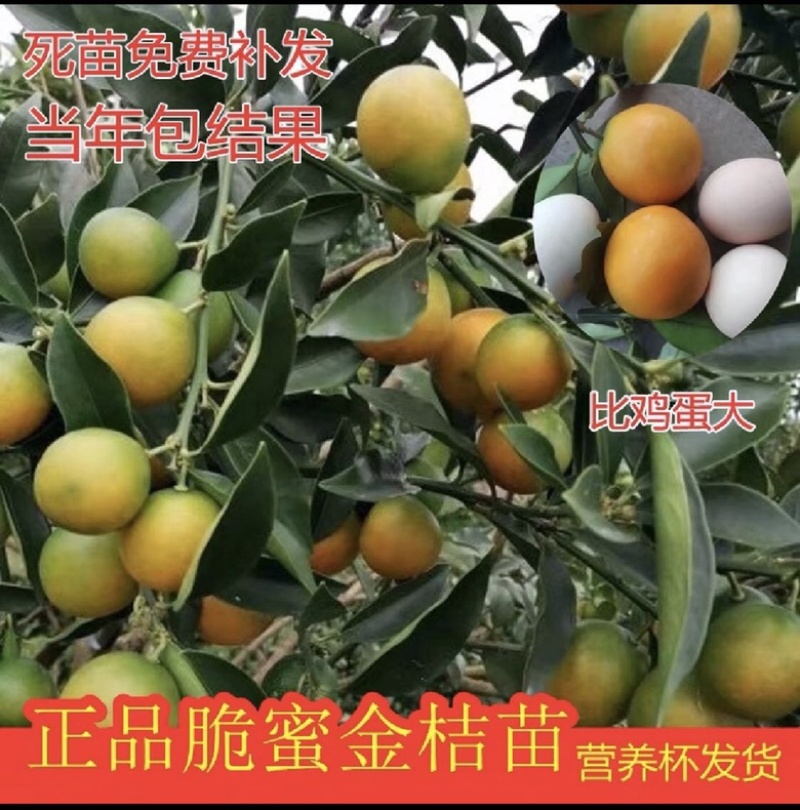 脆蜜金桔苗脆皮柑桔苗两年靓苗当年结果带土、叶包邮