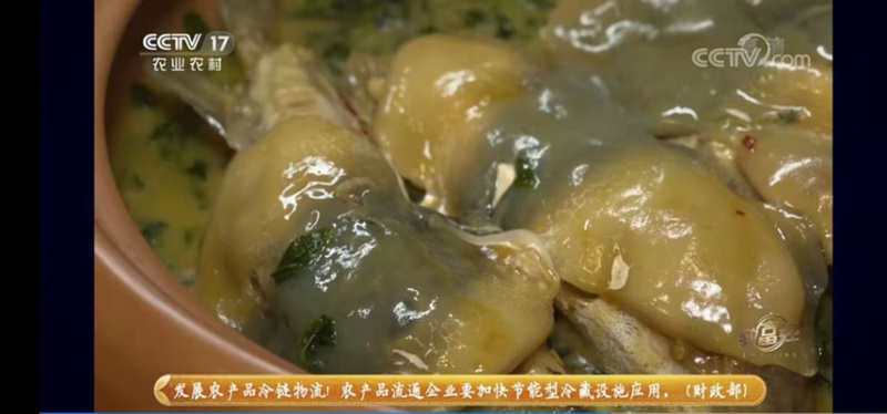 河豚鱼