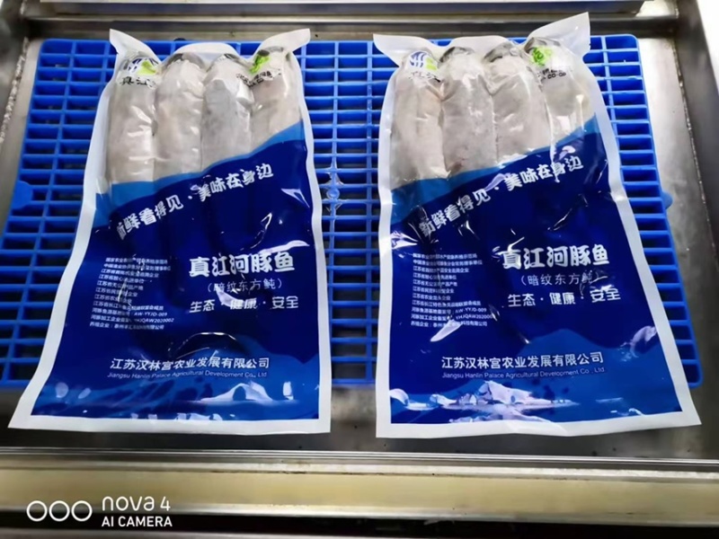 河豚鱼
