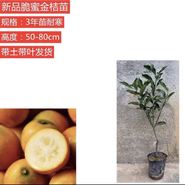 脆蜜金桔苗脆皮柑桔苗两年靓苗当年结果带土、叶包邮