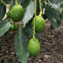 牛油果苗，哈斯牛油果苗，正品嫁接苗量大从优联系议价