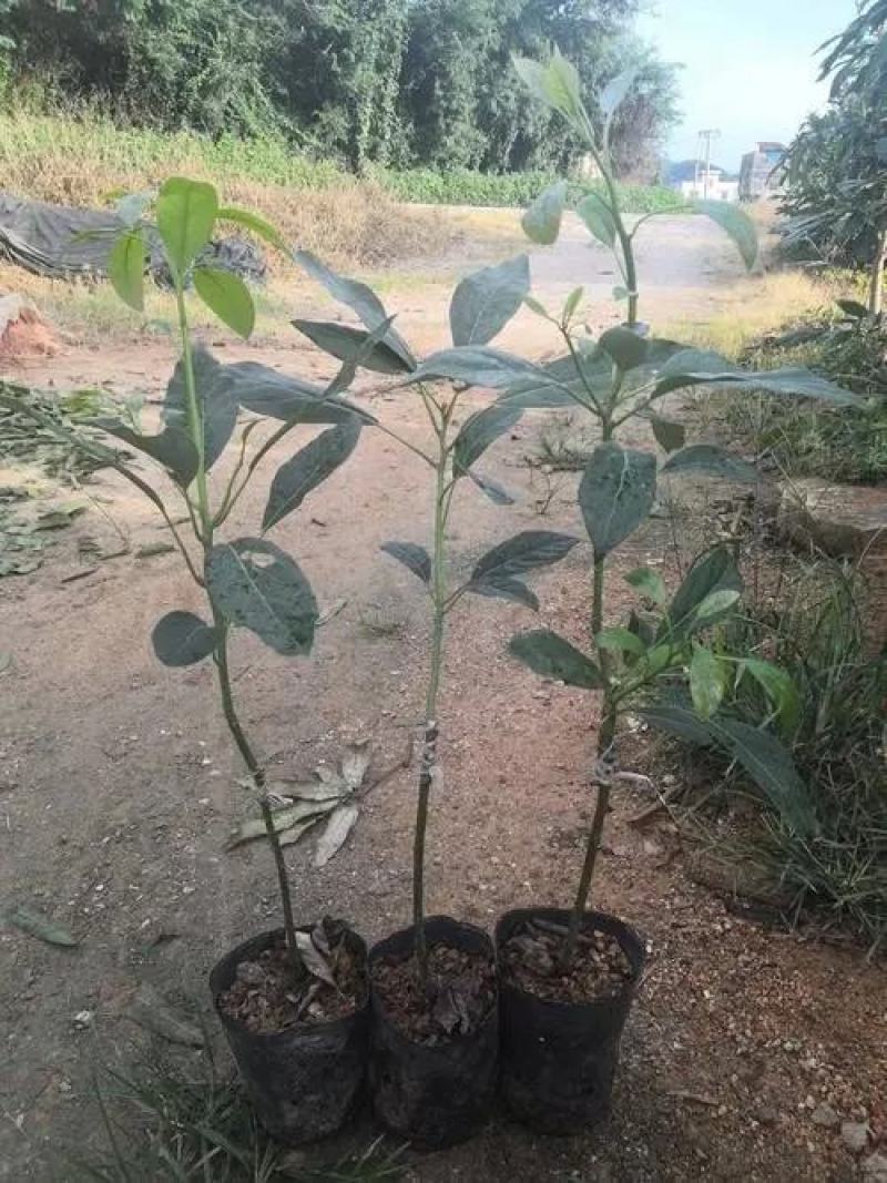 牛油果苗，哈斯牛油果苗，正品嫁接苗量大从优联系议价