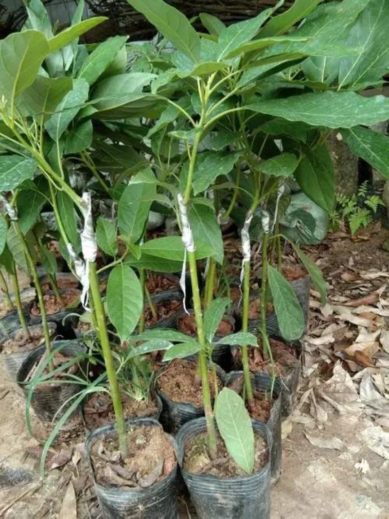 牛油果苗，哈斯牛油果苗，正品嫁接苗量大从优联系议价