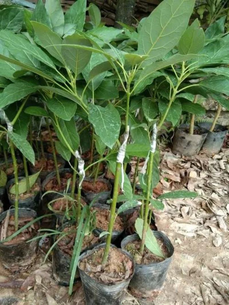 牛油果苗，哈斯牛油果苗，正品嫁接苗量大从优联系议价