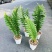 王冠蕨巨叶崖姜蕨室内耐阴好养植物盆栽防辐射大型蕨类植物蕨