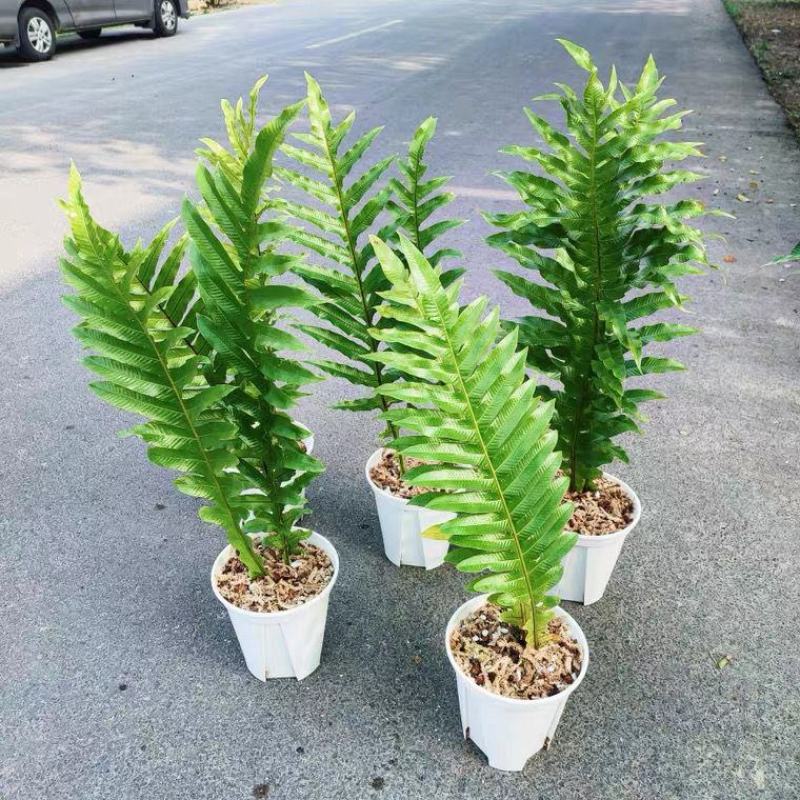 王冠蕨巨叶崖姜蕨室内耐阴好养植物盆栽防辐射大型蕨类植物蕨