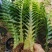 王冠蕨巨叶崖姜蕨室内耐阴好养植物盆栽防辐射大型蕨类植物蕨
