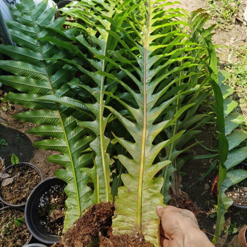 王冠蕨巨叶崖姜蕨室内耐阴好养植物盆栽防辐射大型蕨类植物蕨
