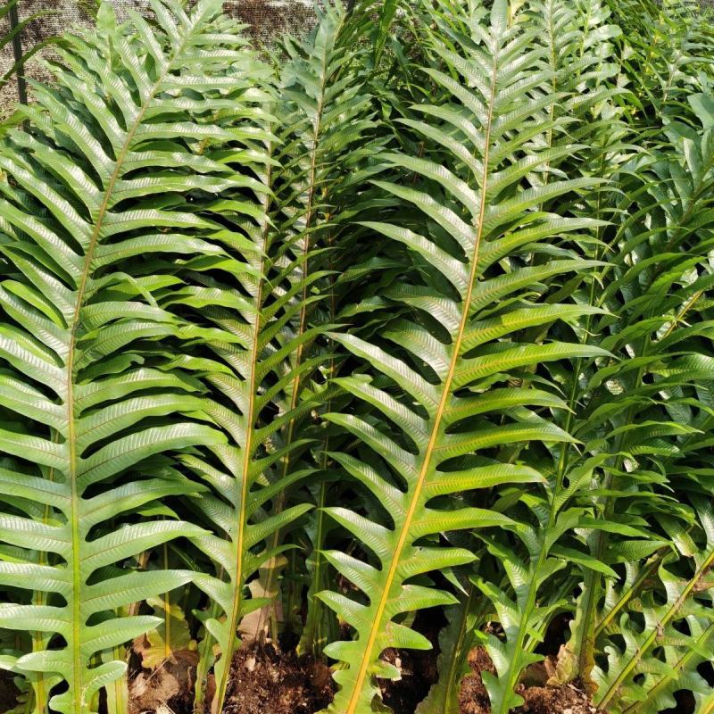 王冠蕨巨叶崖姜蕨室内耐阴好养植物盆栽防辐射大型蕨类植物蕨