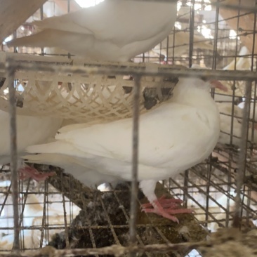 鸽子乳鸽批发送货5到7两鸽屠宰场出品