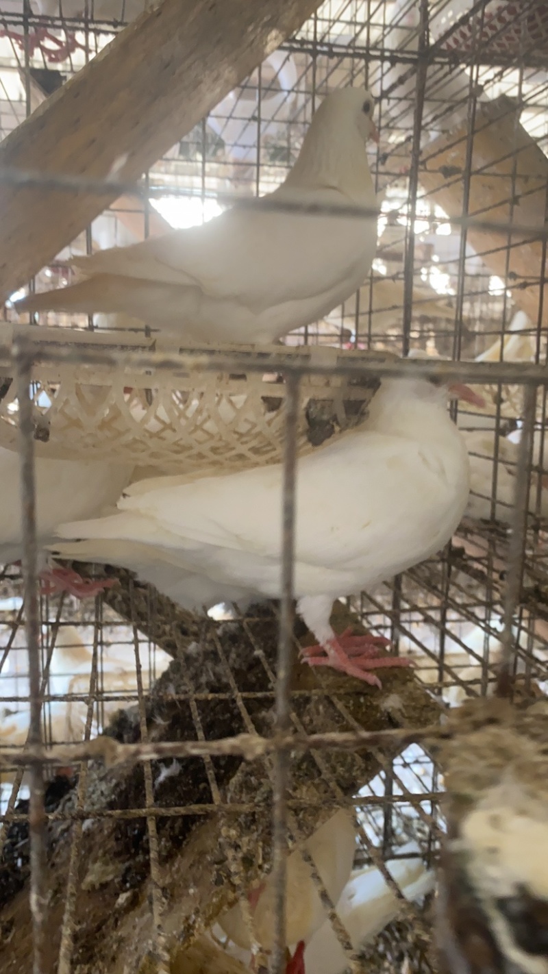 鸽子乳鸽批发送货5到7两鸽屠宰场出品