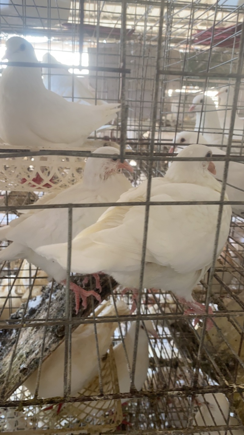 鸽子乳鸽批发送货5到7两鸽屠宰场出品